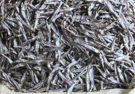 Ndagala fish